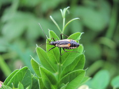 Alloeonotus spectabilis