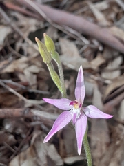 Caladenia latifolia