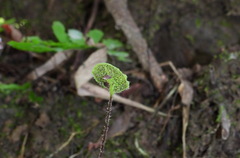 Mickelopteris cordata