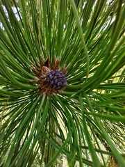 Pinus ponderosa