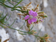 Dianthus fruticosus creticus