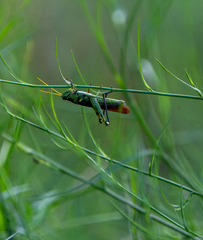 Schistocerca obscura