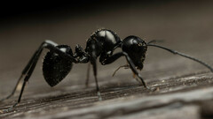 Polyrhachis pilosa