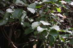 Mallotus repandus