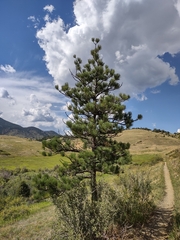 Pinus ponderosa