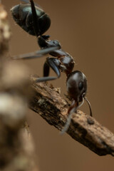 Iridomyrmex rufoniger