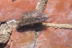 Anisoneura salebrosa