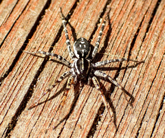 Nyssus coloripes
