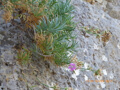 Dianthus fruticosus creticus