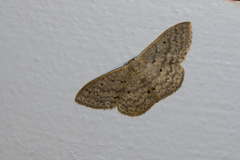 Sterrhinae