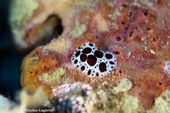 Peltodoris atromaculata