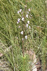 Stylidium laricifolium