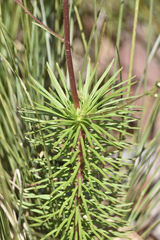Stylidium laricifolium