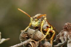 Nomada lathburiana