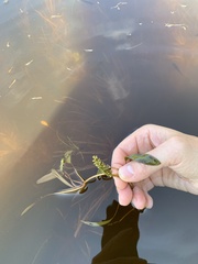 Potamogeton epihydrus