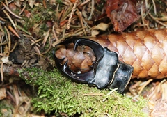 Lucanus cervus