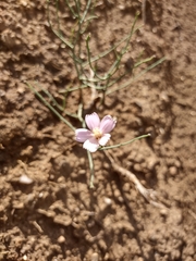 Stephanomeria pauciflora