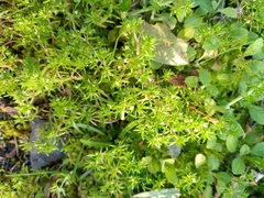 Crassula decumbens