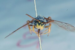 Nomada lathburiana