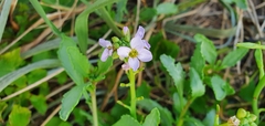 Cakile maritima