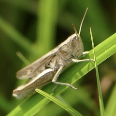 Chorthippus albomarginatus