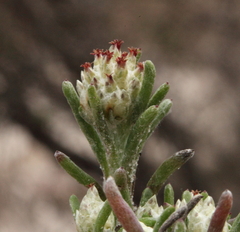 Blennospora drummondii