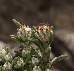 Blennospora drummondii