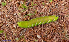 Sphinx ligustri