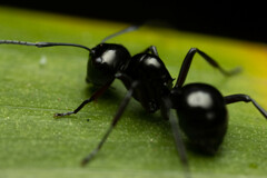 Polyrhachis australis