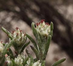 Blennospora drummondii