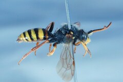 Nomada lathburiana