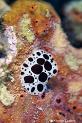 Peltodoris atromaculata