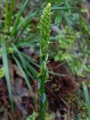 Caesia calliantha
