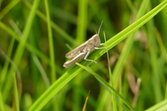 Chorthippus albomarginatus