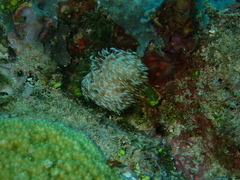 Protula bispiralis