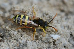 Nomada lathburiana