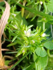 Crassula decumbens