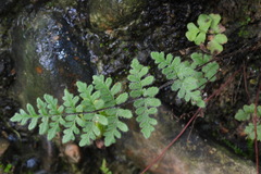 Cheilanthes nudiuscula