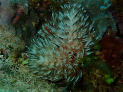 Protula bispiralis