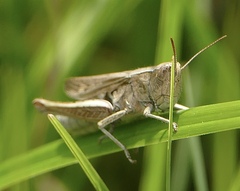 Chorthippus albomarginatus
