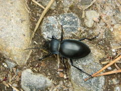 Carabus glabratus