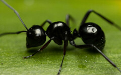 Polyrhachis australis