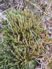 Selaginella densa