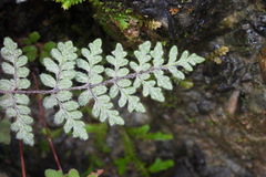 Cheilanthes nudiuscula