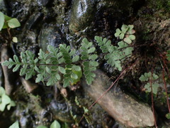 Cheilanthes nudiuscula