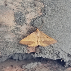 Isturgia arenacearia