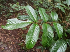 Ackama paniculosa