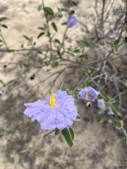 Solanum hindsianum
