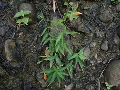 Clinacanthus nutans
