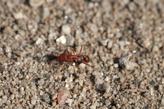 Pogonomyrmex californicus